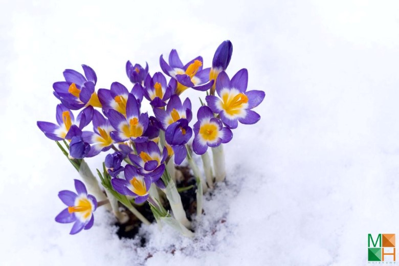 Tranh dán tường Hàn Quốc tại Hà Nội hoa nghệ tây FW - 087